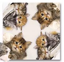 Hedvábný šátek s kočkami