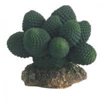 HOBBY Kaktus Atacama 7 cm