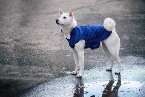 Vsepropejska Dasty bunda pro psa s reflexními prvky Barva: Modrá, Délka zad (cm): 44, Obvod hrudníku: 56 - 68 cm