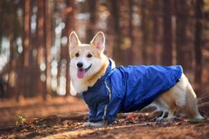 Vsepropejska Enola zimní bunda pro psa Barva: Modrá, Délka zad (cm): 30, Obvod hrudníku: 36 - 40 cm