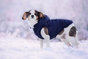 Vsepropejska Fala zimní bunda s kapucí pro psa Barva: Modrá, Délka zad (cm): 24, Obvod hrudníku: 36 - 40 cm