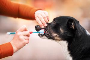 Vsepropejska Jacob zubní kartáček pro psa Barva: Modrá