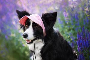 Vsepropejska Mufi kšiltovka pro psa Barva: Růžová, Vzdálenost uší: 3 cm