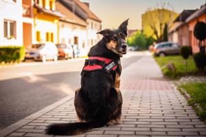 Vsepropejska Security bezpečný postroj pro psa | 51 – 115 cm Barva: Červená, Obvod hrudníku: 75 - 102 cm