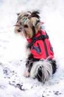 Vsepropejska Tandor zimní bunda pro psa s postrojem Barva: Červená, Délka zad (cm): 50, Obvod hrudníku: 62 - 66 cm