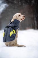 Vsepropejska Tandor zimní bunda pro psa s postrojem Barva: Šedá, Délka zad (cm): 45, Obvod hrudníku: 58 - 62 cm