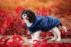 Vsepropejska Winter bunda pro psa s kapucí Barva: Modrá, Délka zad (cm): 24, Obvod hrudníku: 26 - 42 cm
